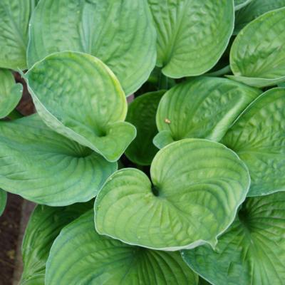 Hosta 'Pete's Dark Satellite'